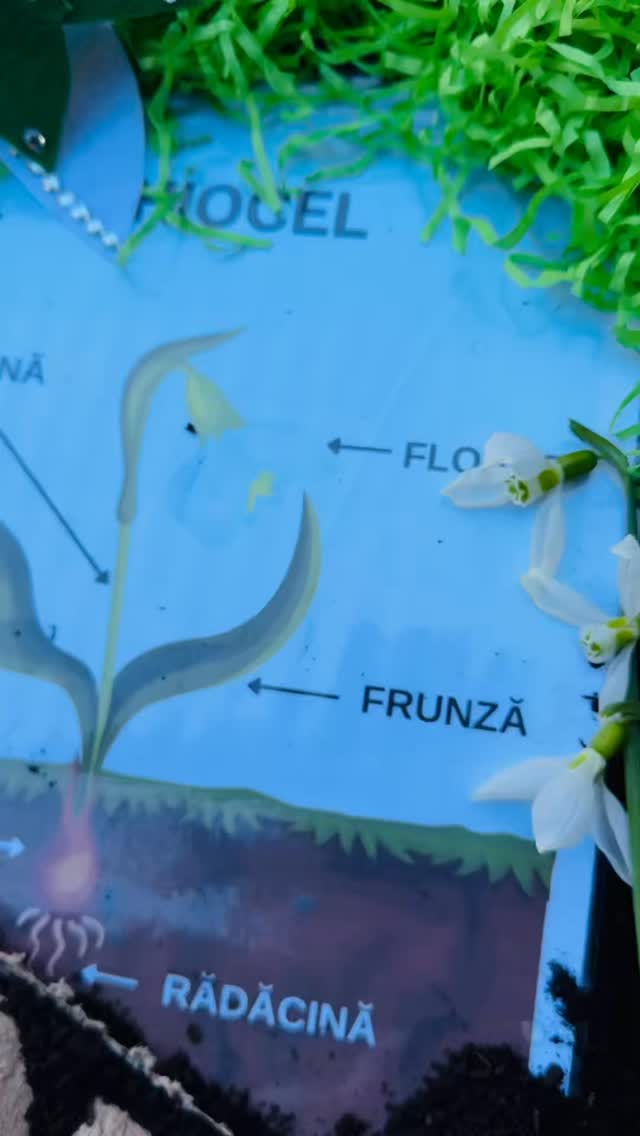 Centrul Educational Bambino